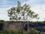 a lonely tree at Niagara falls